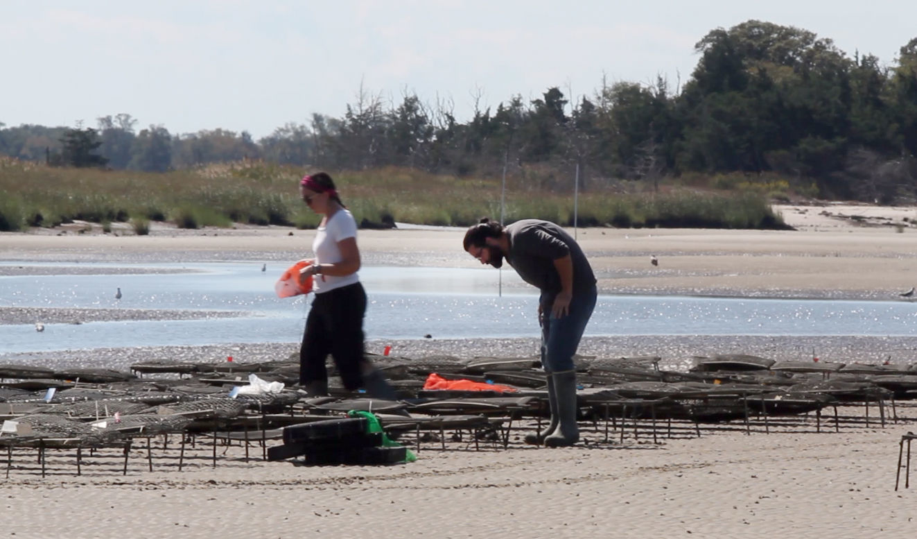 Delaware Bay Oyster Farming